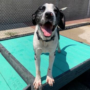 Rescue Mixed Breed Dogs for Adoption in Charleston, West Virginia - Kielbasa | PetCurious