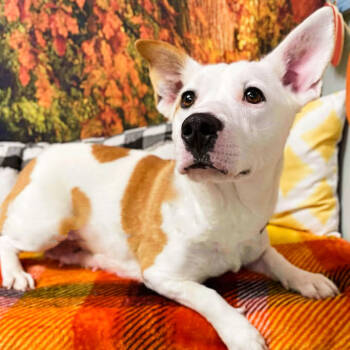 Rescue Corgi and Terrier Dogs for Adoption in Lebanon, Missouri - Charleigh | PetCurious