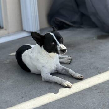 Mixed Breed Dogs Available for Adoption in Melbourne, Florida - Maddox | PetCurious