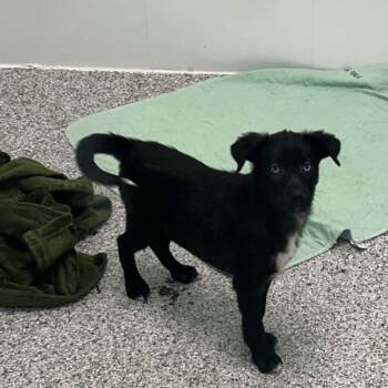 Cove -  Mixed Breed Dog for Adoption in Clavet, Saskatchewan - Cove | PetCurious