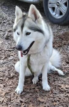 Alaskan Malamute and Husky Dogs Available for Adoption - Hank | PetCurious