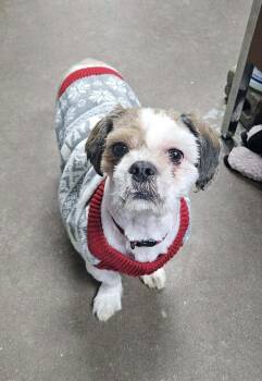 Shih Tzu Dogs Available for Adoption in Pataskala, Ohio - Benson- Tuscarawas | PetCurious
