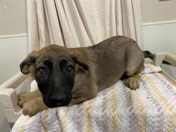 Belgian Shepherd Malinois Dogs Available for Adoption - A608031 | PetCurious