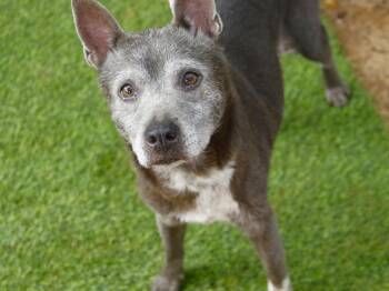 FEATHER -  Parson Russell Terrier and Mixed Breed Dog for Adoption in Tallahassee, Florida - FEATHER | PetCurious