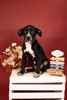 784-26 -  Australian Cattle Dog Blue Heeler Dog for Adoption in Brighton, Colorado - 784-26 | PetCurious