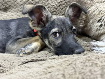 Molly - MI -  Husky Dog for Adoption in Magnolia, Texas - Molly - MI | PetCurious