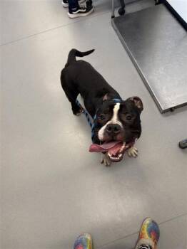 Mixed Breed Dogs Available for Adoption in West Chester, Pennsylvania - Custard | PetCurious