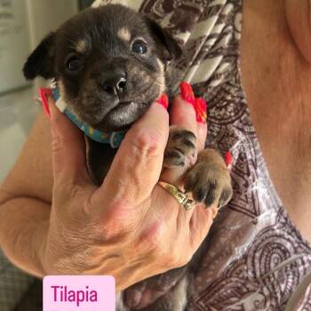Tilapia -  Husky and Shih Tzu Dog for Adoption in Tampa, Florida - Tilapia | PetCurious