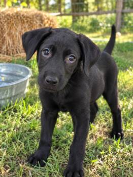 Tigress -  Flat Coated Retriever and Shepherd Dog for Adoption in Brownstown, Indiana - Tigress | PetCurious