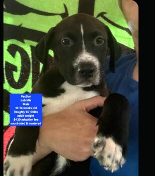 PacSun -  Labrador Retriever Dog for Adoption in Oviedo, Florida - PacSun | PetCurious