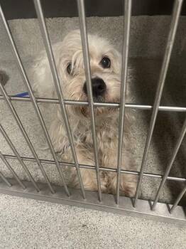 BLIZZARD -  Maltese and Mixed Breed Dog for Adoption in Tallahassee, Florida - BLIZZARD | PetCurious