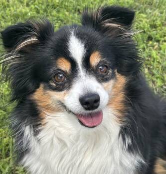 Australian Shepherd and Shetland Sheepdog Sheltie Dogs Available for Adoption in Houston, Texas - Bonnie-Everything Familiar, Gone... | PetCurious