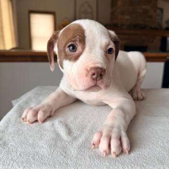 Mixed Breed Dogs Available for Adoption - Duluth | PetCurious