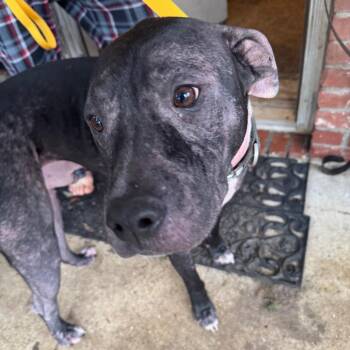 Mixed Breed Dogs Available for Adoption in Columbus, Georgia - Ozzy Pawsborne 4695 | PetCurious