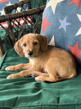 Wesley -  Border Terrier and Beagle Dog Available for Adoption in Gulfport, Mississippi - Wesley | PetCurious