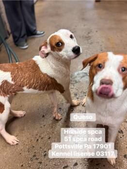 Boxer and Hound Dogs Available for Adoption in Pottsville, Pennsylvania - Queso | PetCurious