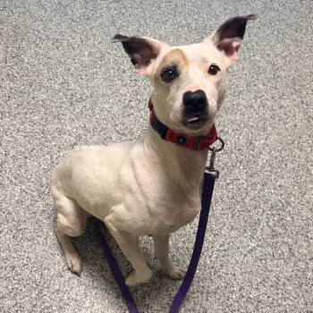 Faline -  Mixed Breed Dog for Adoption in Cheyenne, Wyoming - Faline | PetCurious