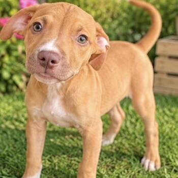 RENEE -  American Bulldog Dog for Adoption in Margate, Florida - RENEE | PetCurious