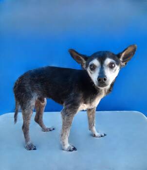 Chihuahua Dogs Available for Adoption in Pasadena, California - CHICO | PetCurious