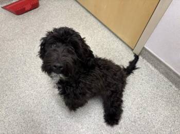 BERRY -  Labrador Retriever and Poodle Dog for Adoption in Loveland, Colorado - BERRY | PetCurious