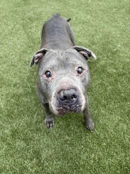 Titus -  Mixed Breed Dog for Adoption in Lafayette, Indiana - Titus | PetCurious