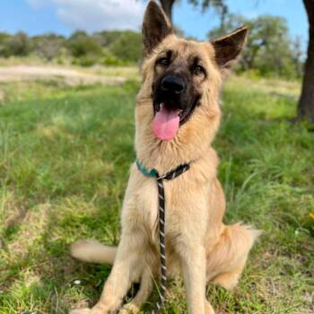 Hope -  German Shepherd Dog Dog for Adoption in Center Point, Texas - Hope | PetCurious
