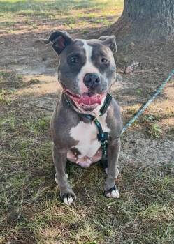 Magnolia -  Pit Bull Terrier Dog for Adoption in Springfield, Illinois - Magnolia | PetCurious