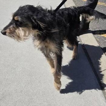 Stevie -  Mixed Breed Dog Available for Adoption in Voorhees Township, New Jersey - Stevie | PetCurious