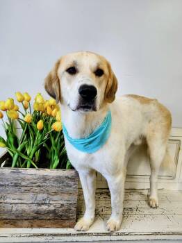 Wimby -  Labrador Retriever and Great Pyrenees Dog Available for Adoption in Nashville, Tennessee - Wimby | PetCurious
