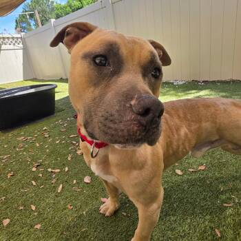 Pit Bull Terrier and American Bulldog Dogs Available for Adoption in Titusville, Florida - Hank The Tank | PetCurious