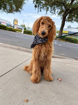 Hudson -  Goldendoodle Dog for Adoption in Lodi, California - Hudson | PetCurious