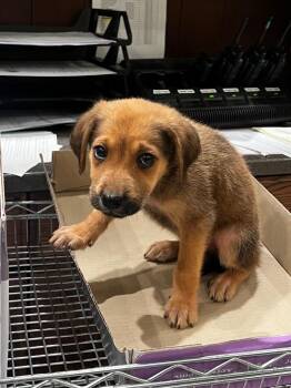 Alexander -  Mixed Breed Dog for Adoption in Douglasville, Georgia - Alexander | PetCurious