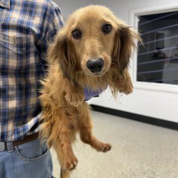 Butterscotch -  Dachshund Dog for Adoption in Blue Springs, Missouri - Butterscotch | PetCurious