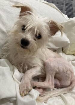 Rescue Maltese and Yorkshire Terrier Dogs for Adoption in Pottstown, Pennsylvania - Kenny | PetCurious