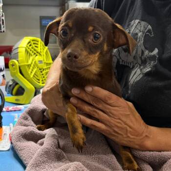 Justice tS -  Mixed Breed and Miniature Dachshund Dog for Adoption in Venice, Florida - Justice TS | PetCurious