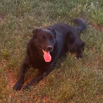 Rocky -  Black Labrador Retriever and Cattle Dog Dog for Adoption in Harrisonburg, Virginia - Rocky | PetCurious