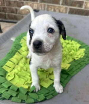 Rescue Border Collie and Labrador Retriever Dogs for Adoption in Kiowa, Oklahoma - Will Rogers | PetCurious