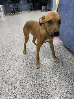 Mixed Breed Dogs Available for Adoption in Palmetto, Florida - A136521 | PetCurious