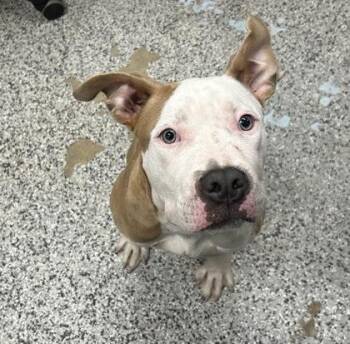 Mixed Breed Dogs Available for Adoption in West Chester, Pennsylvania - Dudley | PetCurious
