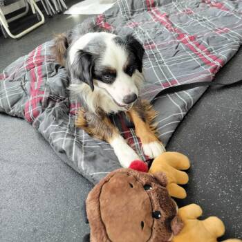 Crosby -  Australian Shepherd and Mixed Breed Dog Available for Adoption in Dover, New Hampshire - Crosby | PetCurious
