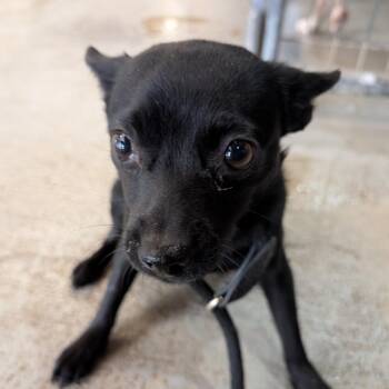 Mixed Breed Dogs Available for Adoption - Tamale | PetCurious