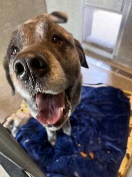 Mastiff Dogs Available for Adoption in Hamilton, Montana - Ash | PetCurious