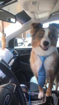 Brainteaser Brady -  Australian Shepherd Dog for Adoption in Corpus Christi, Texas - Brainteaser Brady | PetCurious