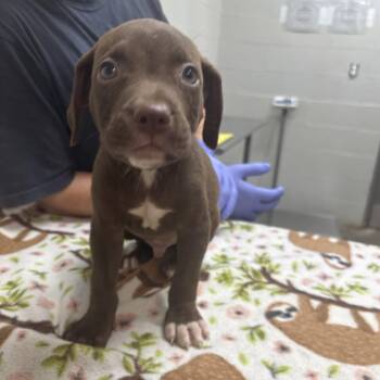 Dunkin -  Labrador Retriever and Mixed Breed Dog for Adoption in Clanton, Alabama - Dunkin | PetCurious