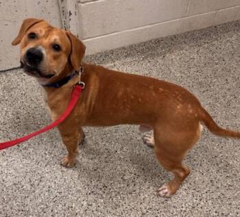 Limbo -  Mixed Breed Dog for Adoption in Kansas City, Missouri - Limbo | PetCurious