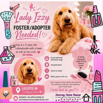 Lady Izzy -  Goldendoodle Dog for Adoption in East Wenatchee, Washington - Lady Izzy | PetCurious