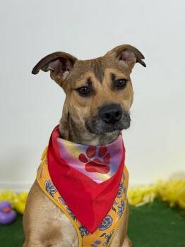 Mountain Cur and Pit Bull Terrier Dogs Available for Adoption in Carlsbad, California - Bear-One Of Our Amazing Rescue Dogs | PetCurious