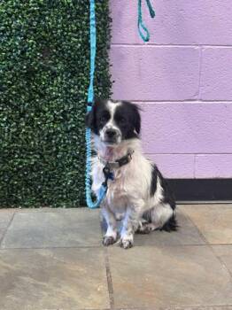 Dottie* -  Mixed Breed Dog for Adoption in El Paso, Texas - Dottie* | PetCurious