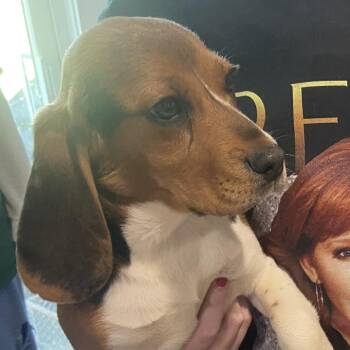 Beagle Dogs Available for Adoption - Goofy | PetCurious