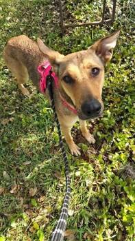 German Shepherd Dog Dogs Available for Adoption in Pflugerville, Texas - Lilly | PetCurious